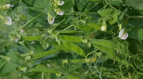 Shot of a pea plants on field Stock Footage 57650301