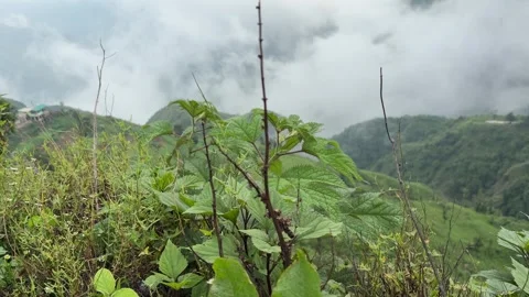 Shot of peaceful sight of mountains, Cloud moving fast in monsoon season Видео 347018860