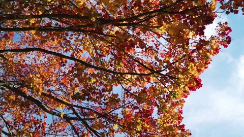 Shot of peak foliage tree in slow motion, one leaf falls Stock Footage 130347119