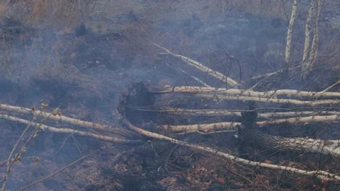 A shot of peat bog fire 库存影片 167489744