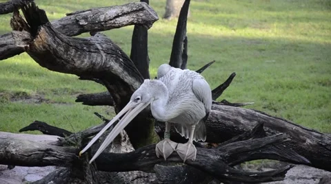 Shot of a pelican on a log Stock Footage 51367894