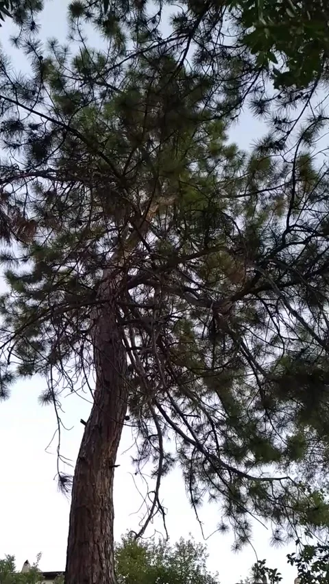 Shot of a pine tree with a 360 degree rotation towards the sky. Stock Footage 137669085