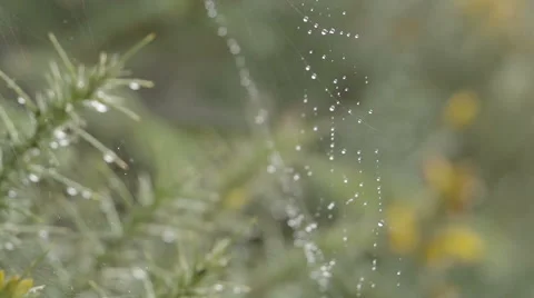 A shot of a pine tree with raindrops on it's branches. Stock Footage 60243255