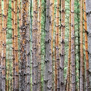 Shot of pine tree trunks in forest Stock Photos