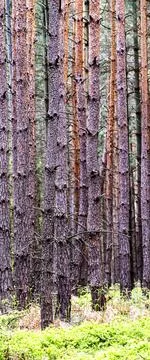 Shot of pine tree trunks in forest with forest undergrowth Stock Photos