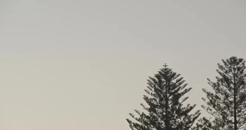 Shot of Pine trees at dusk Stock Footage 250070359