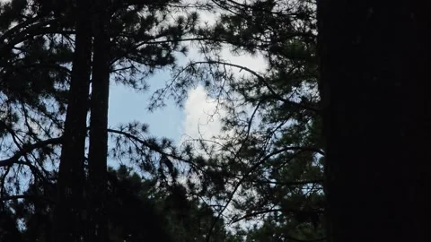 Shot of pine trees in forest with sky through the branches with flare. Stock Footage 304583877