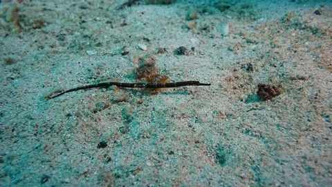 A shot of a pipe fish in the sand Stock Footage 161194480