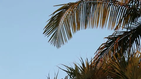 Shot of plam tree on sunset Stock Footage 235581902