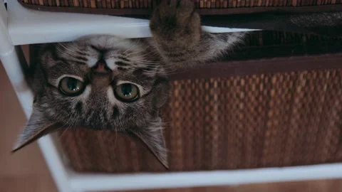A shot of playful kitten Video stock 224894993