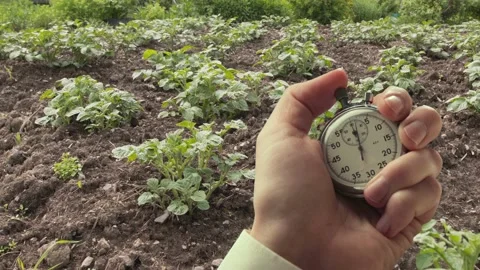 A shot of potato growing process and stopwatch in a hand Stock Footage 235155488