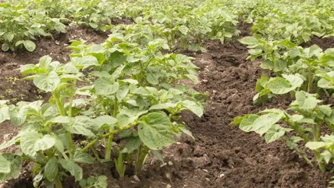 A shot of potato growing process Vidéo 221235869