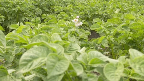 A shot of potato growing process 库存影片 221235911