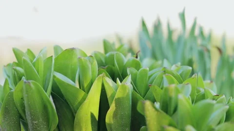 A shot of process growing flowers Stock Footage 221236384