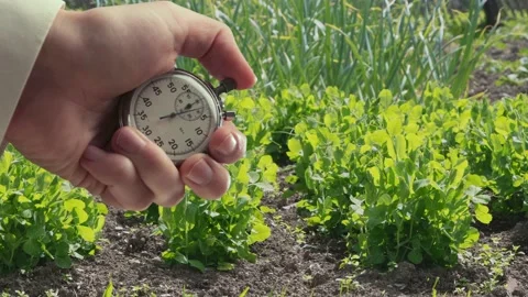 A shot of process growing peas and stopwatch in a hand Видео 235155549