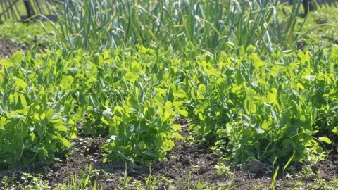 A shot of process growing peas Stock Footage 221236430