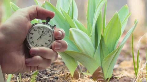 A shot of process of growing plant and stopwatch in a hand Stock Footage 235155346