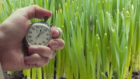 A shot of process of growing plant and stopwatch in a hand Stock Footage 235155365