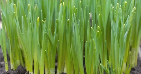 A shot of process of growing plant Stock-Footage 221235856