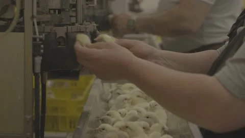 Shot from the process inside of chicken farm. Stock Footage 231501605