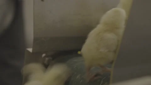 Shot of the process line  inside of chicken farm . Stock Footage 231501640
