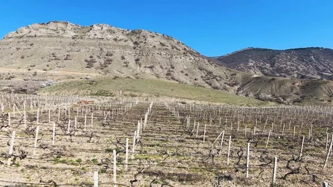 Shot by quadcopter. flight over a vineyard in the early spring in the mountains Stock Footage 106210102