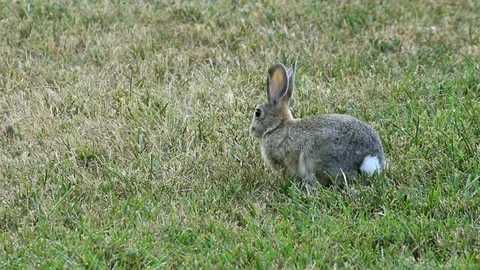 Shot of Rabbit Eating Grass Video stock 81765007