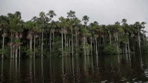 A shot of the rainforest of Peru 스톡 동영상 103044141