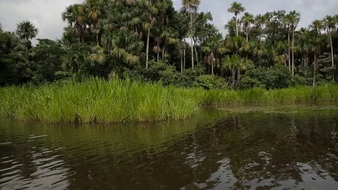 A shot of the rainforest in Peru 動画素材 103044374