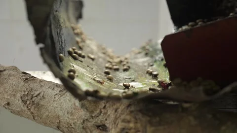 Shot from raw coffee beans berries being processed drilled and dried in Stock Footage 142980985