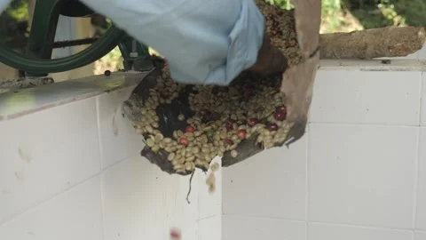 Shot from raw red coffee beans berries being processed drilled and dried Stock Footage 142980741