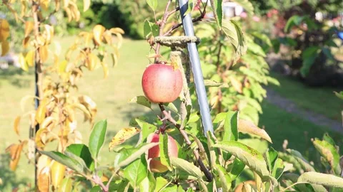 Shot of a red apple on tree, on branch, with leaves Stock Footage 140117022