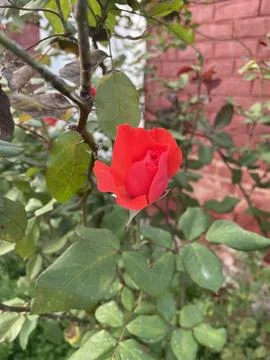 A shot of red bloom. Stock Photos