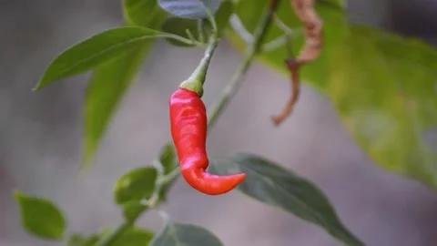 Shot of red chilies with a blurry background 스톡 동영상 292283280