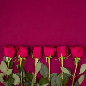 Shot of a red rose Stock Photos