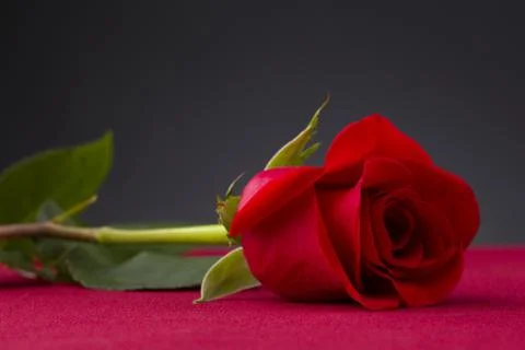 Shot of a red rose Stock Photos