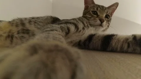 Shot of the resting cats Stock Footage