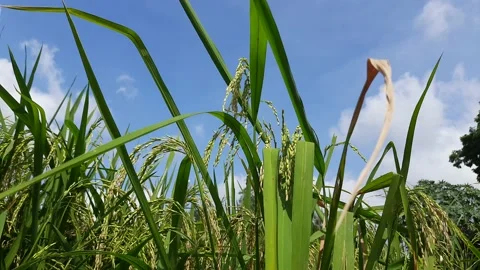 Shot of rice fields and the surrounding countryside. Stock Footage 146888246
