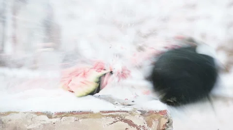 Shot with a rifle in watermelon Stock Footage 44786229