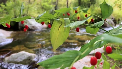 Shot of river in Fraser looking through some berries on a bush 動画素材 164127041