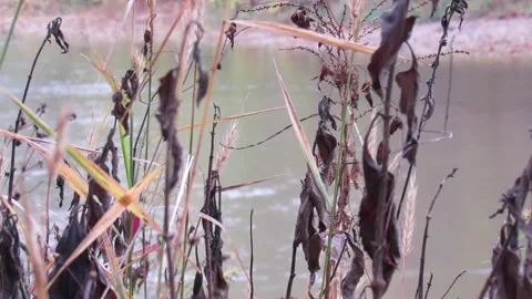 Shot of river through weeds Stock Footage 200858523