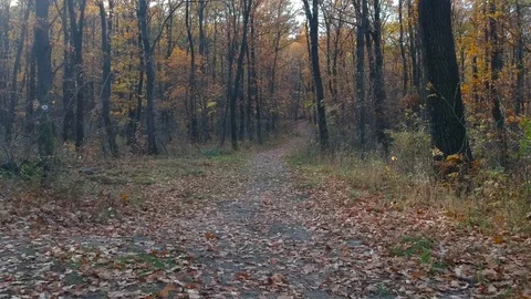 A shot of a road in a forest Stock Footage 99007696
