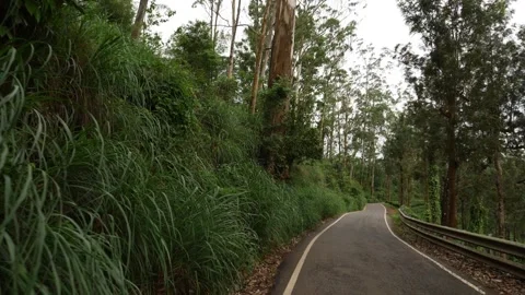 Shot of road passing through forest, Forest road footage Stock Footage 156958242