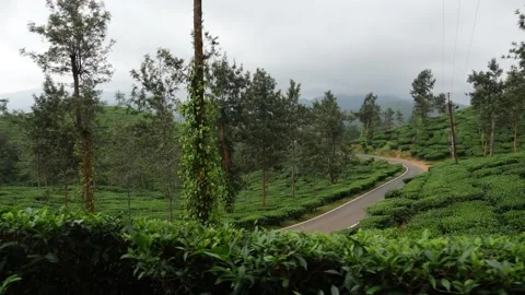 Shot of road passing through tea fields in Kerala 動画素材 156956817