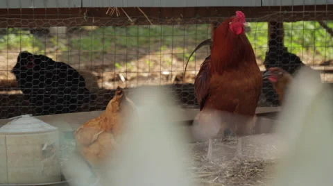 Shot of Rooster and Chickens Stock Footage 55538223