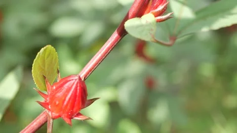 Shot of roselle plants in the wind and roselle fruit Stock Footage 210908642