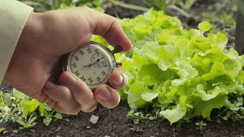 A shot of salad growing process and stopwatch in a hand Video stock 235155457