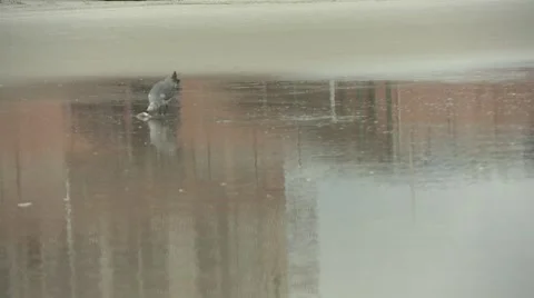 Shot of a seagull eating Stock Footage 64220980