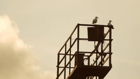 Shot of a seagull resting Stock Footage 73975287