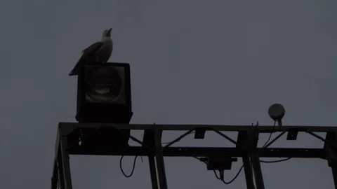 Shot of a seagull resting Stock Footage 73975299